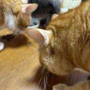 ヒメ日記 2025/12/19 10:51 投稿 麗華◇れいか 人妻吐息