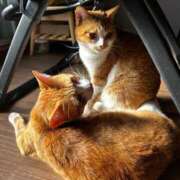 ヒメ日記 2025/12/23 10:31 投稿 麗華◇れいか 人妻吐息