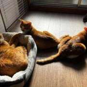 ヒメ日記 2025/12/26 11:21 投稿 麗華◇れいか 人妻吐息