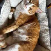 ヒメ日記 2025/12/29 11:51 投稿 麗華◇れいか 人妻吐息