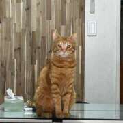 ヒメ日記 2026/01/06 13:01 投稿 麗華◇れいか 人妻吐息