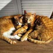 ヒメ日記 2026/01/13 20:34 投稿 麗華◇れいか 人妻吐息