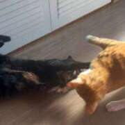 ヒメ日記 2026/01/14 10:51 投稿 麗華◇れいか 人妻吐息