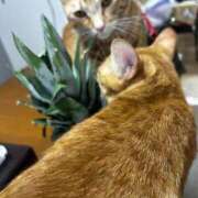 ヒメ日記 2026/01/17 14:51 投稿 麗華◇れいか 人妻吐息