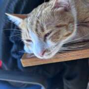 ヒメ日記 2026/02/03 12:04 投稿 麗華◇れいか 人妻吐息