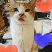 ヒメ日記 2026/02/04 10:54 投稿 麗華◇れいか 人妻吐息