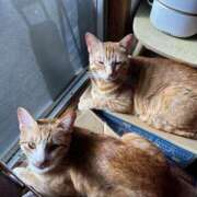 ヒメ日記 2026/02/14 10:34 投稿 麗華◇れいか 人妻吐息