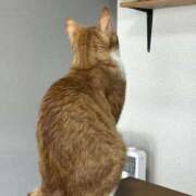 ヒメ日記 2026/02/17 10:54 投稿 麗華◇れいか 人妻吐息