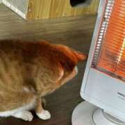 ヒメ日記 2026/02/20 10:14 投稿 麗華◇れいか 人妻吐息