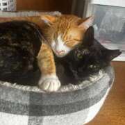 ヒメ日記 2026/02/28 14:06 投稿 麗華◇れいか 人妻吐息