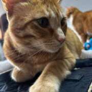 ヒメ日記 2026/03/06 10:52 投稿 麗華◇れいか 人妻吐息