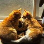 ヒメ日記 2026/03/16 10:36 投稿 麗華◇れいか 人妻吐息