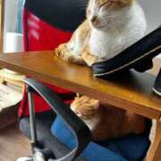 ヒメ日記 2026/03/23 11:06 投稿 麗華◇れいか 人妻吐息