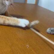 ヒメ日記 2026/03/24 11:46 投稿 麗華◇れいか 人妻吐息