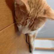 ヒメ日記 2026/03/28 11:36 投稿 麗華◇れいか 人妻吐息