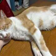 ヒメ日記 2026/04/01 20:36 投稿 麗華◇れいか 人妻吐息