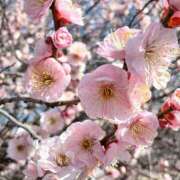 ふじこ おはようございます。☺ 人妻最後の砦 大和本店