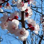 ヒメ日記 2026/03/25 13:10 投稿 ふじこ 人妻最後の砦 大和本店