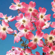 ふじこ こんばんは 人妻最後の砦 大和本店