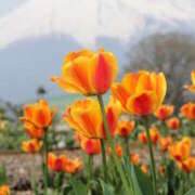 ふじこ こんにちは☺ 人妻最後の砦 大和本店