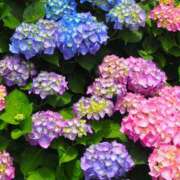 ヒメ日記 2026/04/23 06:06 投稿 ふじこ 人妻最後の砦 大和本店