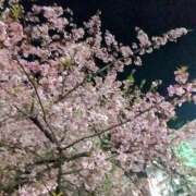 ヒメ日記 2025/03/24 19:02 投稿 堀田ありさ 川崎南町 素敵な奥様（川崎ハレ系）