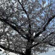 ヒメ日記 2025/04/08 18:04 投稿 さら 即アポ奥さん ～津・松阪店～