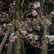 ヒメ日記 2025/03/24 20:48 投稿 糸(いと) 八王子人妻城