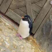 ヒメ日記 2025/03/25 01:48 投稿 糸(いと) 八王子人妻城