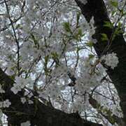 ヒメ日記 2026/04/05 15:49 投稿 はるな 所沢デリヘル桜