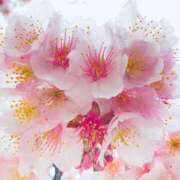 ヒメ日記 2025/03/25 09:57 投稿 まき奥様 デザイア日本橋