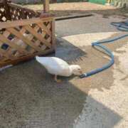 ヒメ日記 2025/09/05 05:02 投稿 燈(あかり) PLUS梅田店