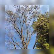 ヒメ日記 2025/03/13 09:54 投稿 るな 完熟ばなな西川口