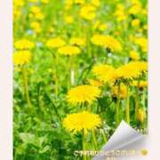 ヒメ日記 2025/04/08 11:15 投稿 るな 完熟ばなな西川口