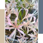 ヒメ日記 2025/09/21 13:49 投稿 るな 完熟ばなな西川口