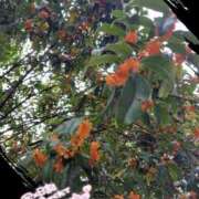 ヒメ日記 2025/10/26 12:43 投稿 るな 完熟ばなな西川口