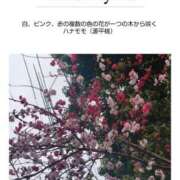 ヒメ日記 2026/03/25 14:43 投稿 るな 完熟ばなな西川口