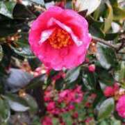 ヒメ日記 2025/02/02 09:38 投稿 不破　すみれこ エテルナ京都