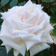 ヒメ日記 2025/02/28 07:30 投稿 不破　すみれこ エテルナ京都