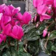 ヒメ日記 2025/03/17 08:34 投稿 不破　すみれこ エテルナ京都