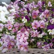 ヒメ日記 2025/04/02 09:08 投稿 不破　すみれこ エテルナ京都