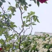 ヒメ日記 2025/04/30 09:40 投稿 不破　すみれこ エテルナ京都