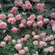 ヒメ日記 2025/05/12 10:29 投稿 不破　すみれこ エテルナ京都