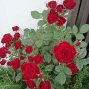 ヒメ日記 2025/05/19 07:58 投稿 不破　すみれこ エテルナ京都