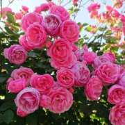 ヒメ日記 2025/06/01 09:07 投稿 不破　すみれこ エテルナ京都