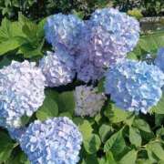 ヒメ日記 2025/06/04 07:43 投稿 不破　すみれこ エテルナ京都