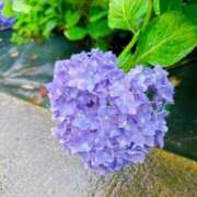 ヒメ日記 2025/06/24 20:13 投稿 不破　すみれこ エテルナ京都