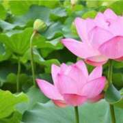 ヒメ日記 2025/06/30 07:58 投稿 不破　すみれこ エテルナ京都