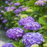 ヒメ日記 2025/07/03 08:40 投稿 不破　すみれこ エテルナ京都