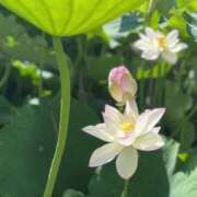 ヒメ日記 2025/07/04 21:24 投稿 不破　すみれこ エテルナ京都